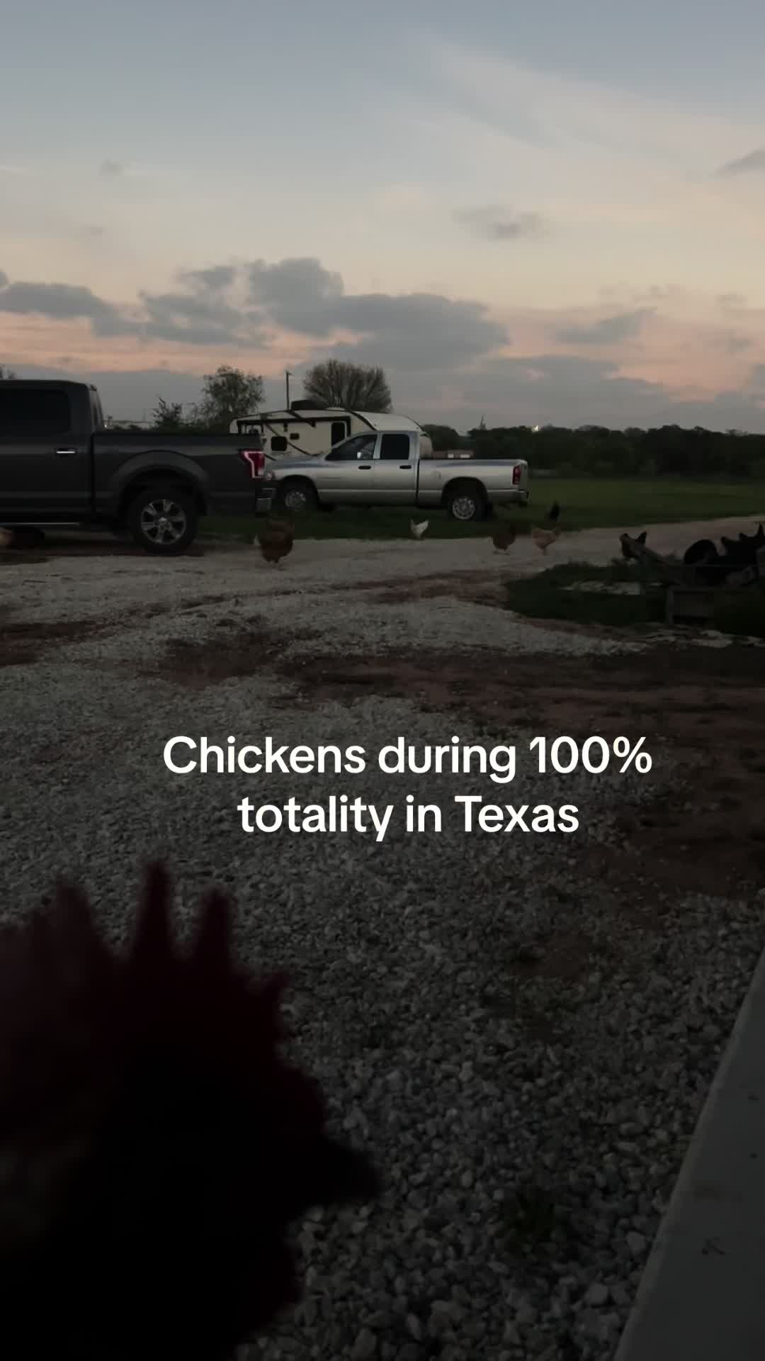 @TX City Farm Girl