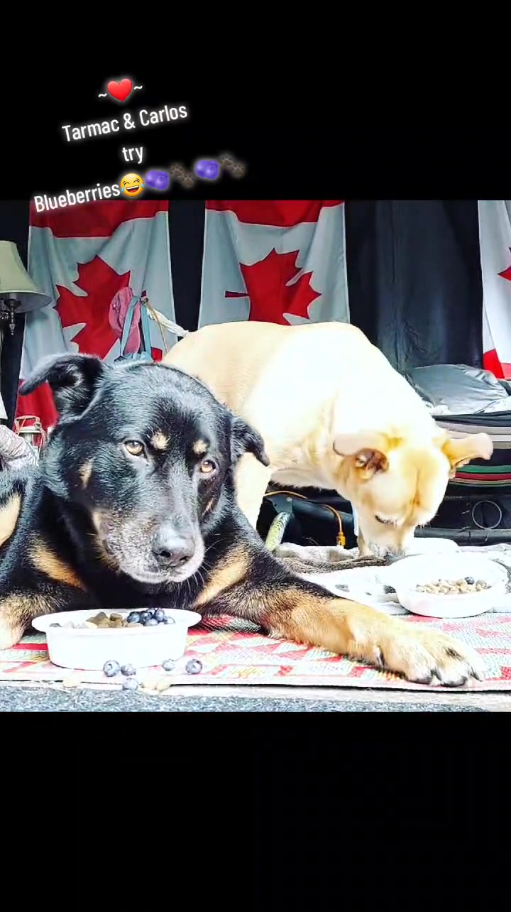 @Thesepupsthough