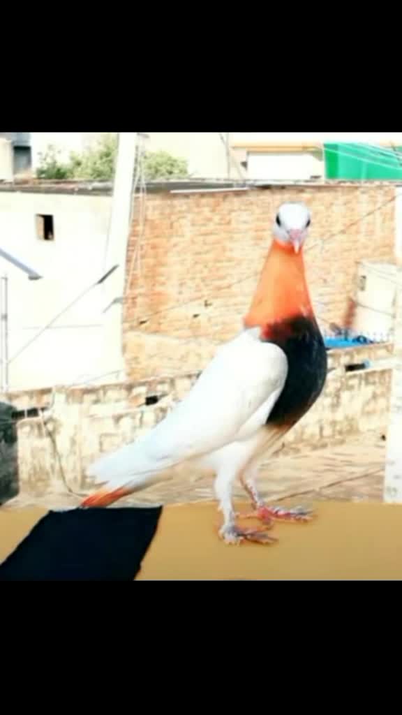 @preet_0009