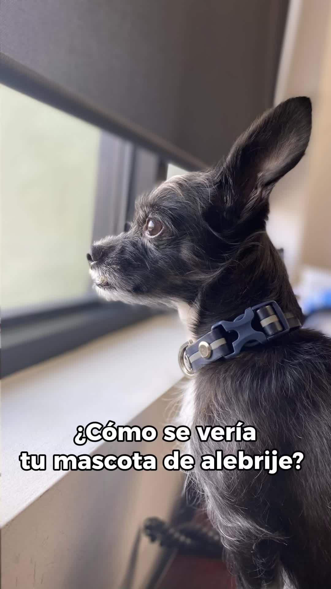 @Bb