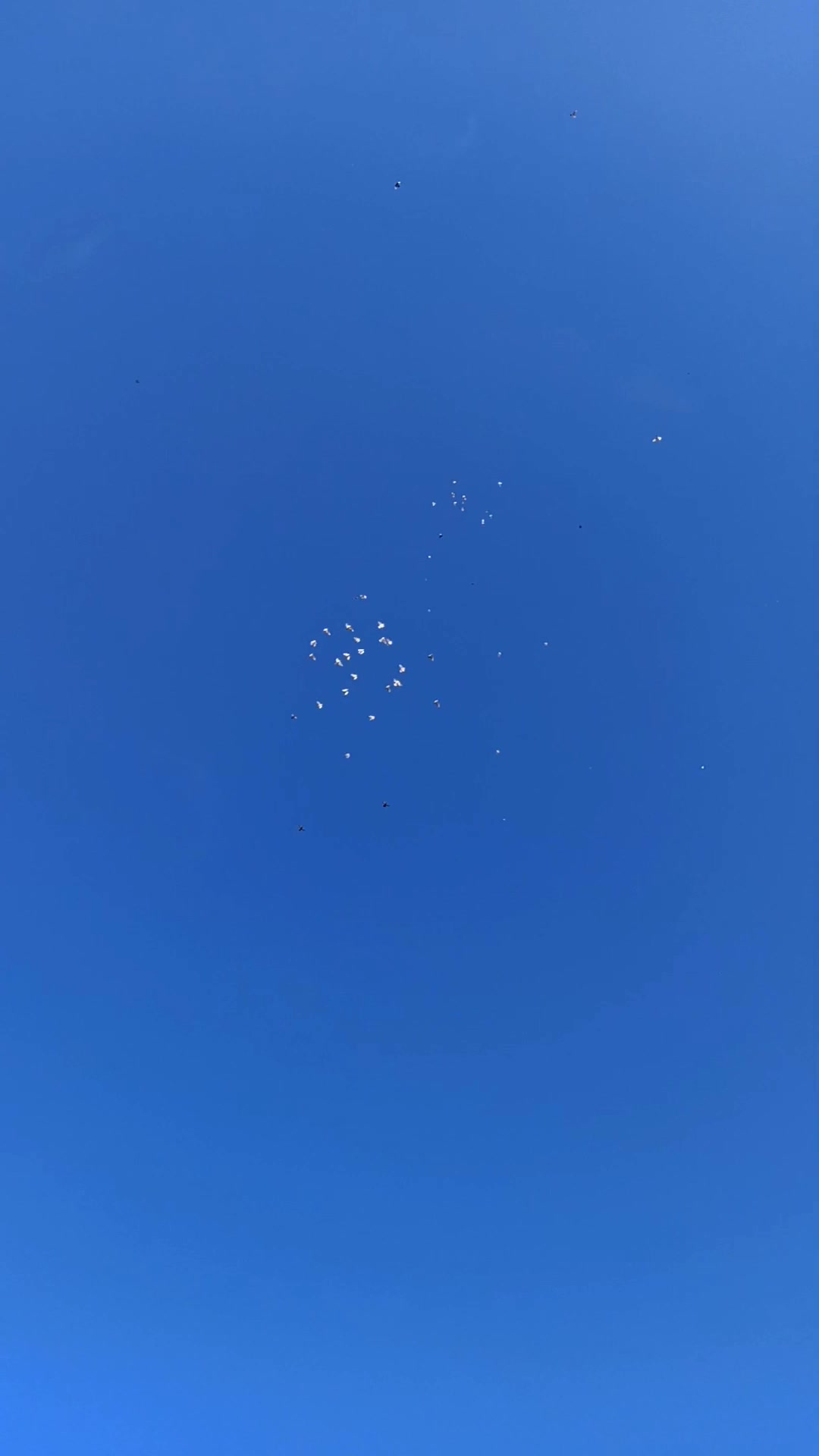 @ᴍᴜsᴛᴀғᴀ ᴄᴀᴍᴜʀʀ