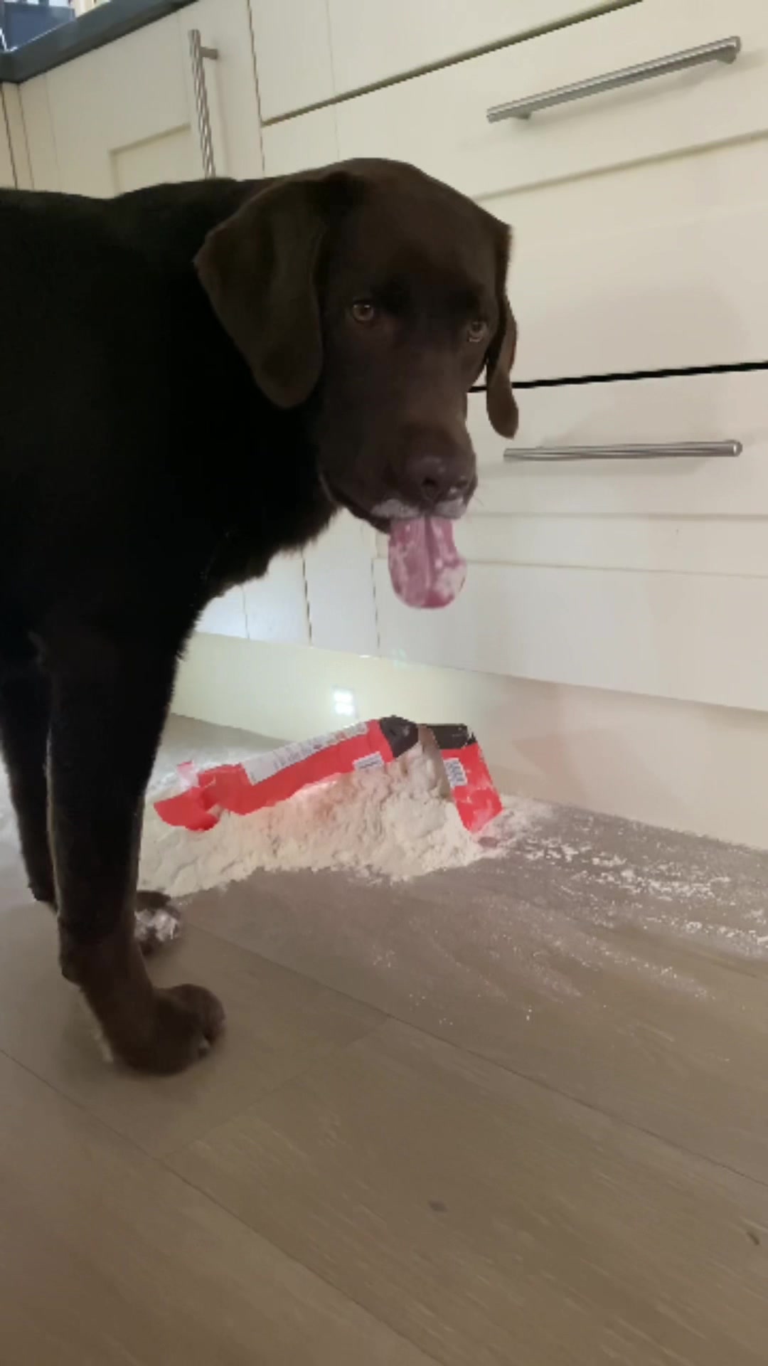 @🐾 𝑻𝒆𝒅𝒅𝒚🐾