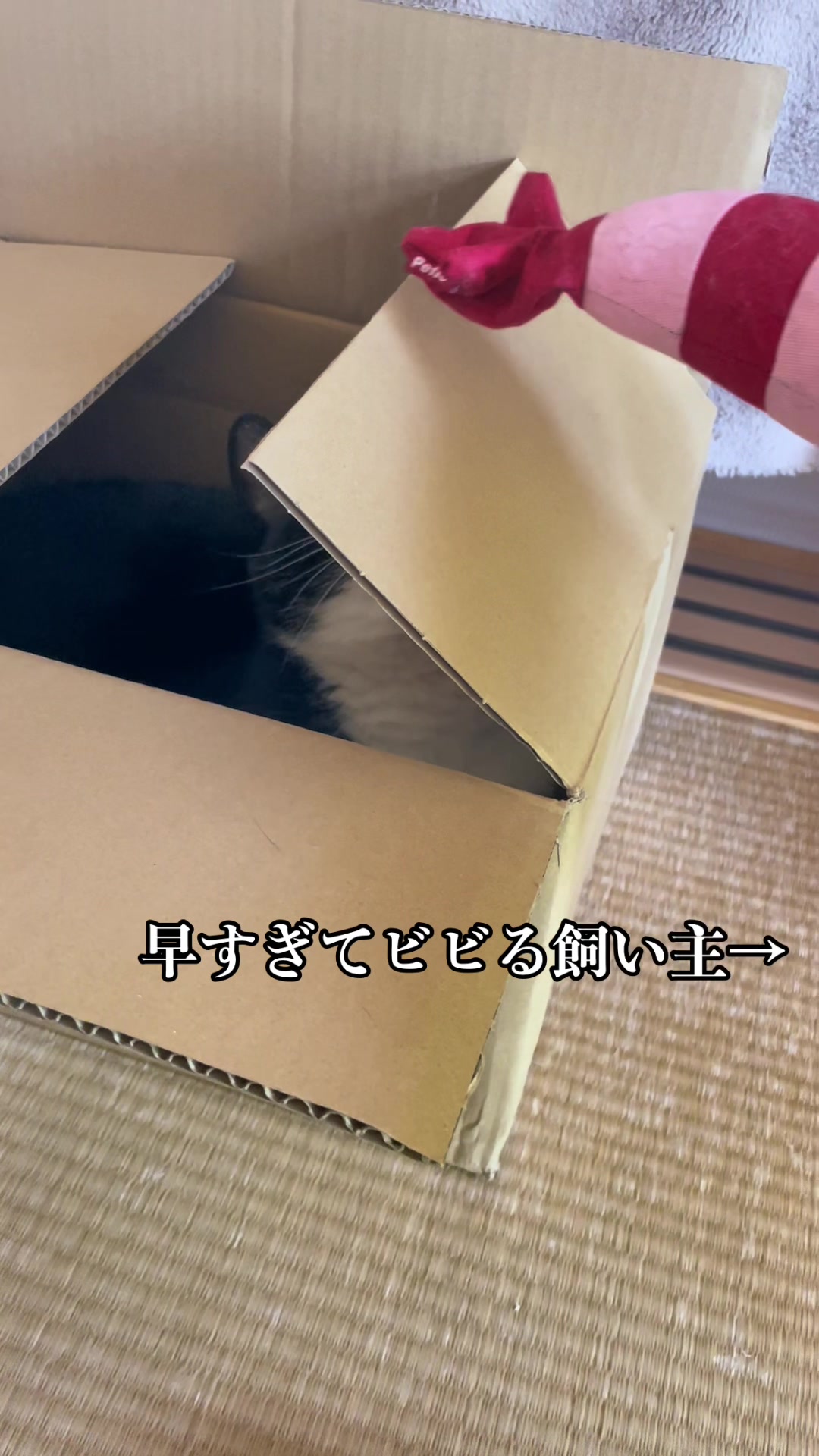 @バギー