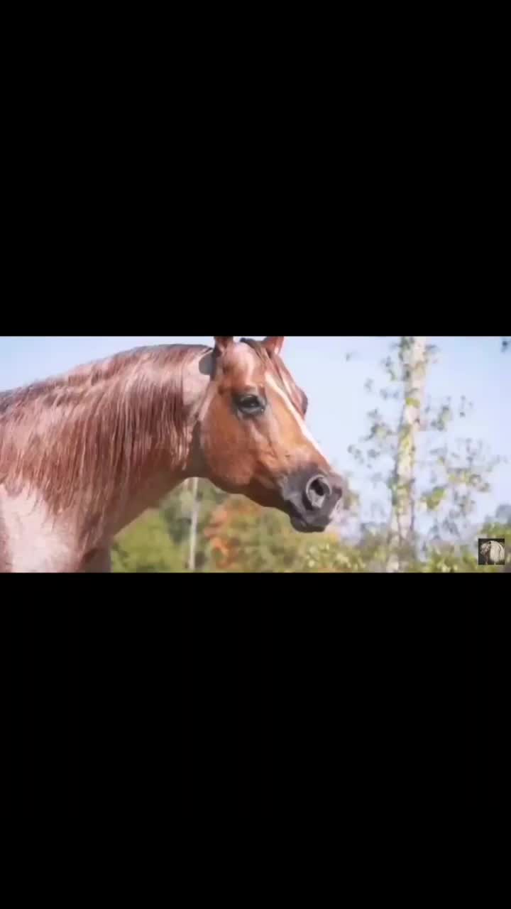 @pferdeedits377373