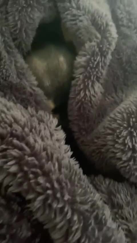 @Paco.the.Chihuahua