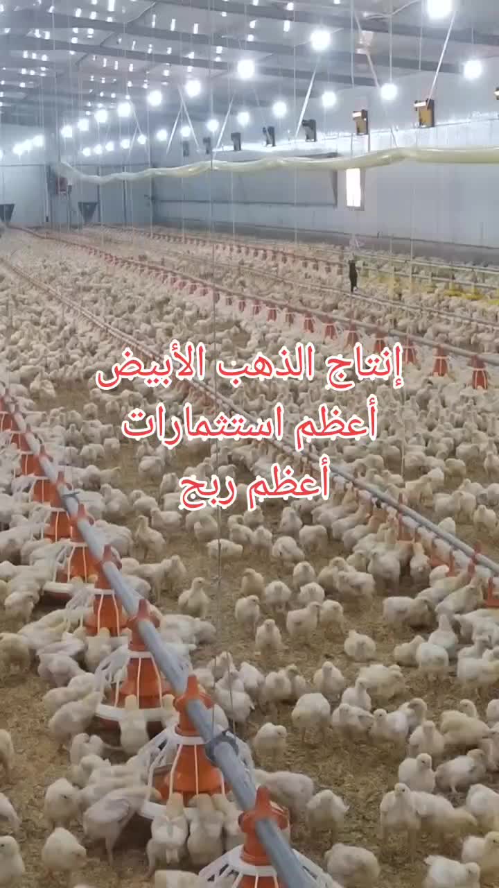 @الاستشاري ابراهيم محمد سلامة