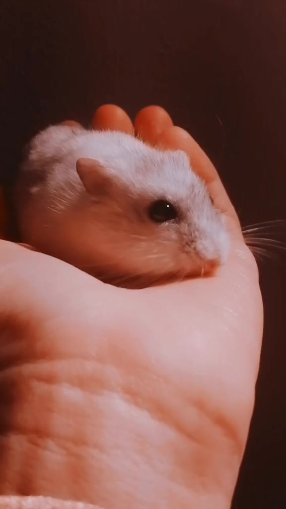 @susi_and_animals🐭🍀💕🎇