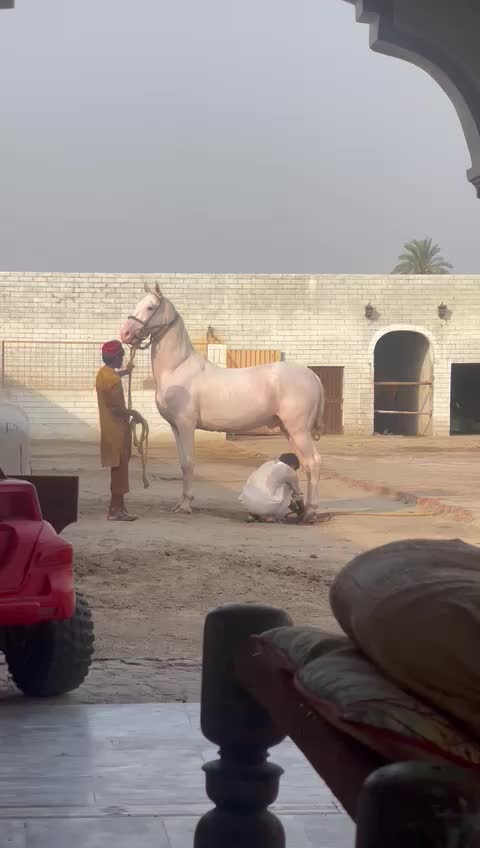 @رانا وقار اشرف 🐎