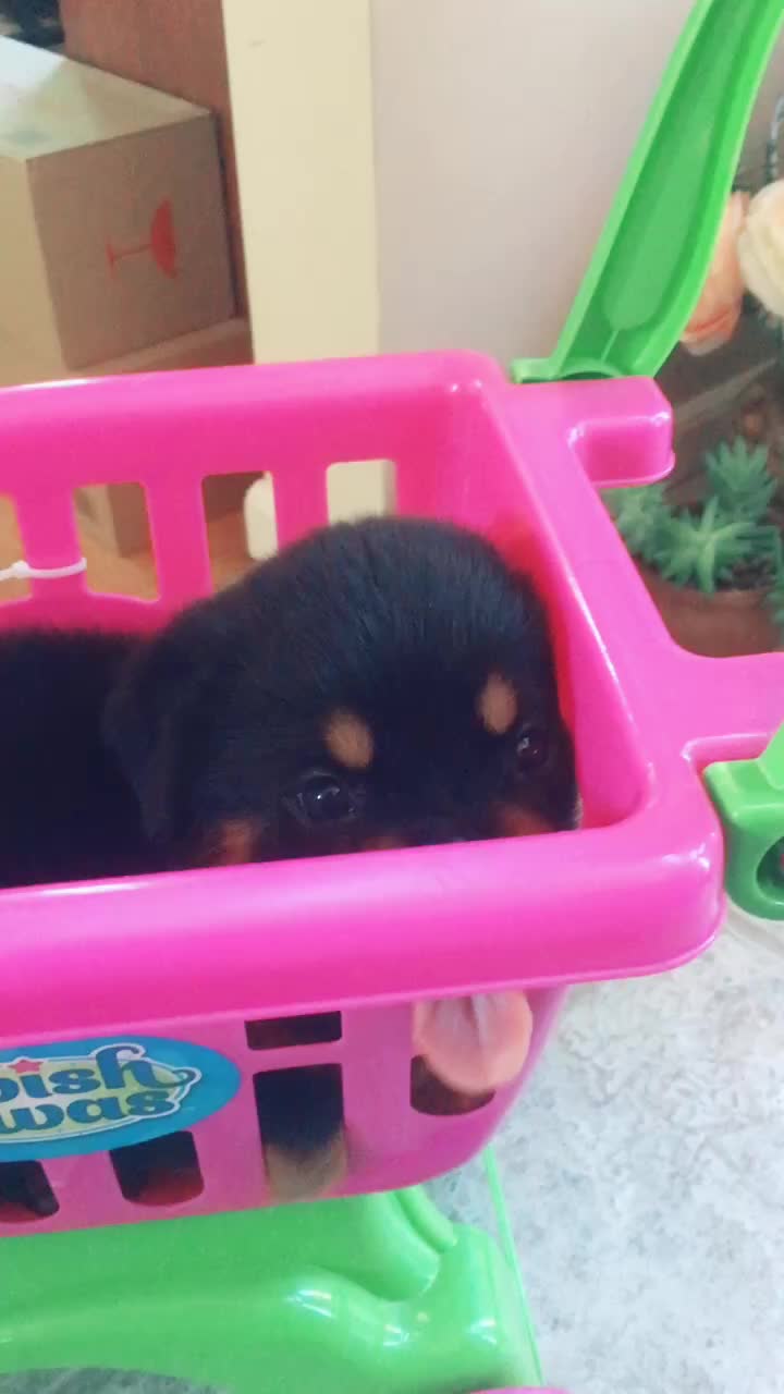 @Tuckerpuppy