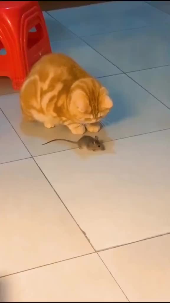 @hgz143