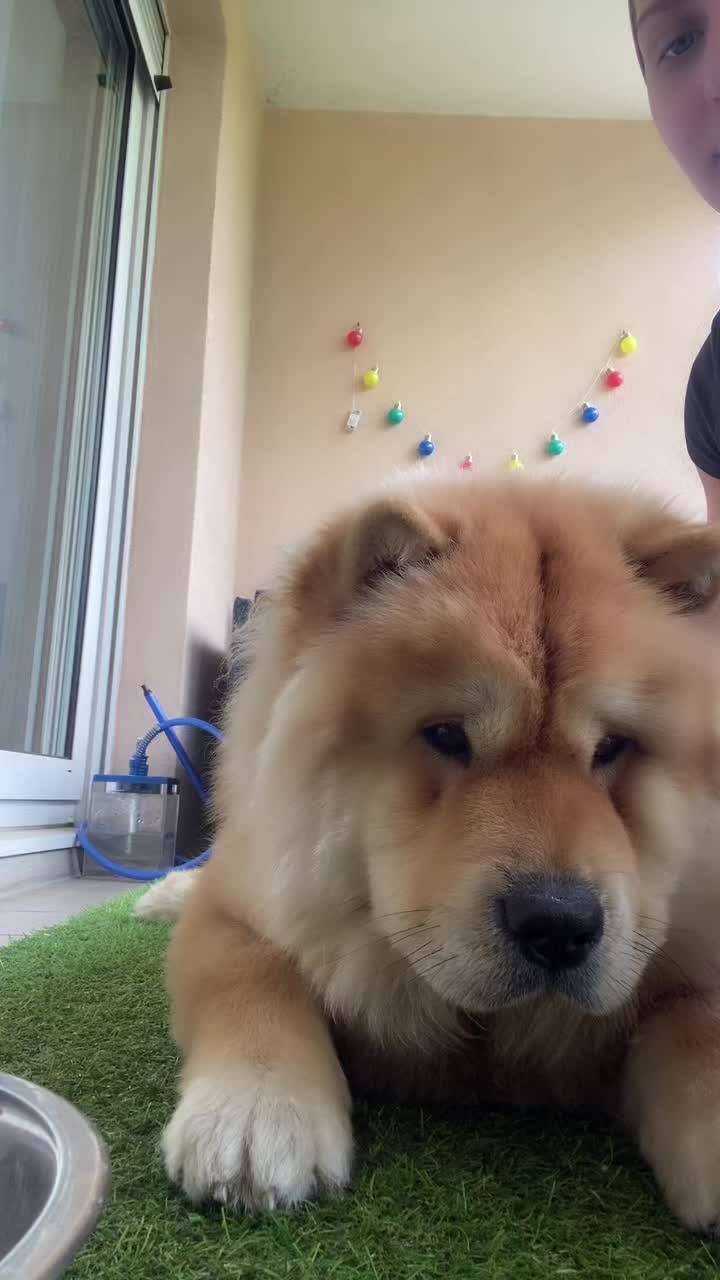@TitiChowChow