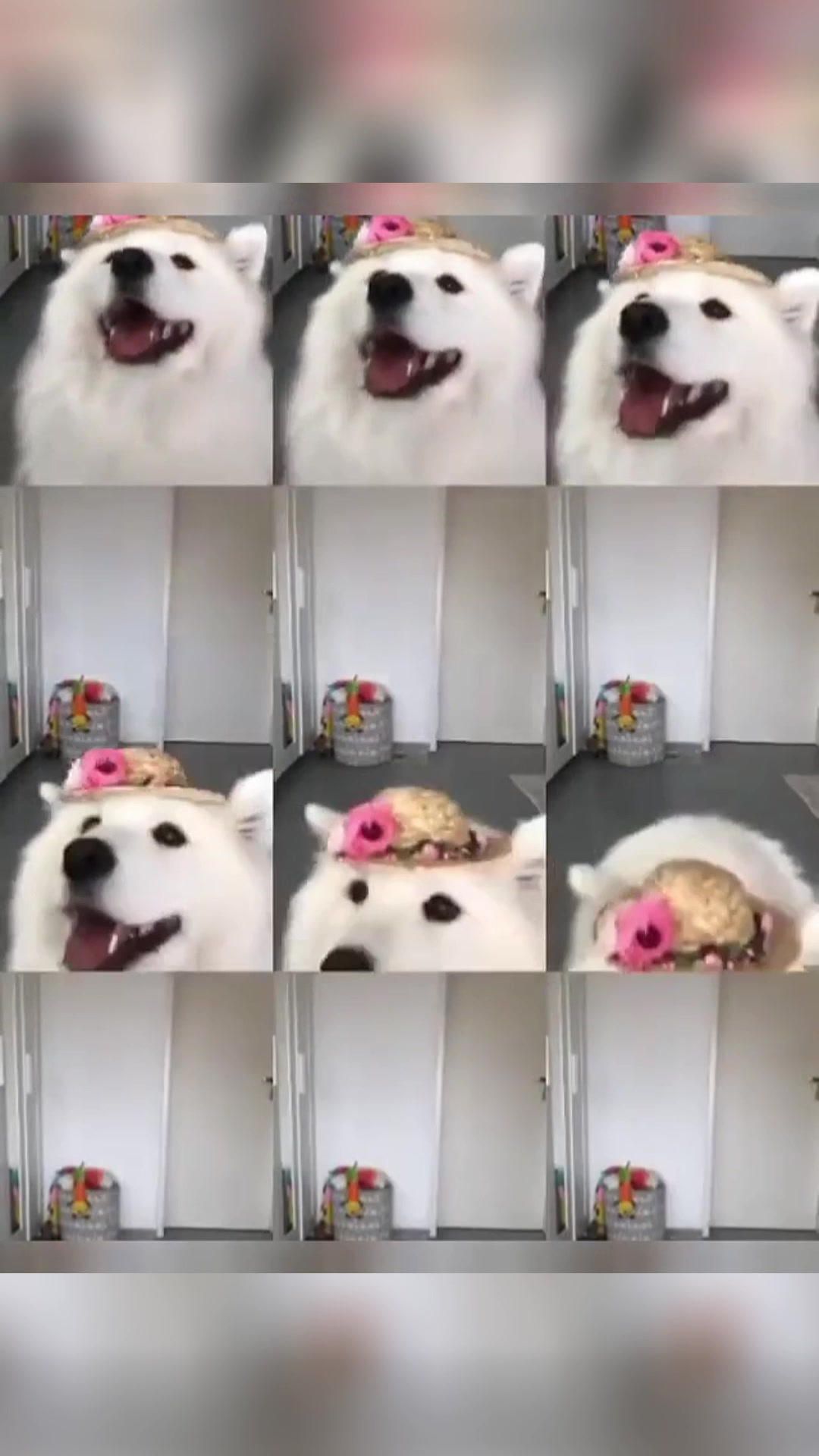 @vdogtv