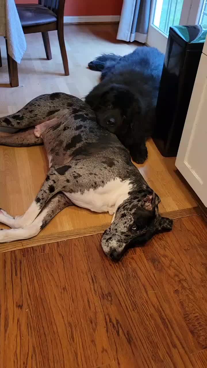 @dogmomof4