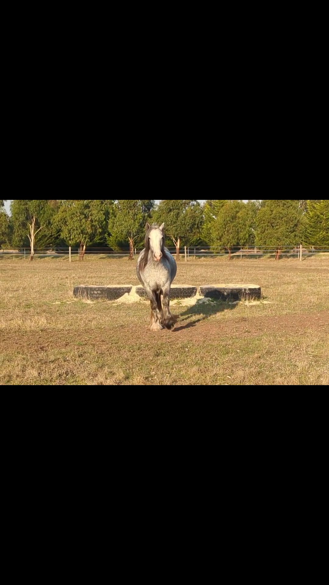 @Faraway Gypsy Horse Stud