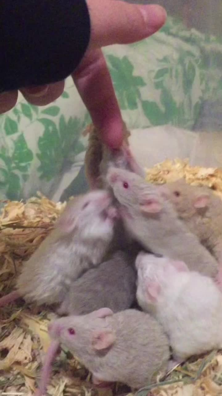 @ThatMouseGirl♡