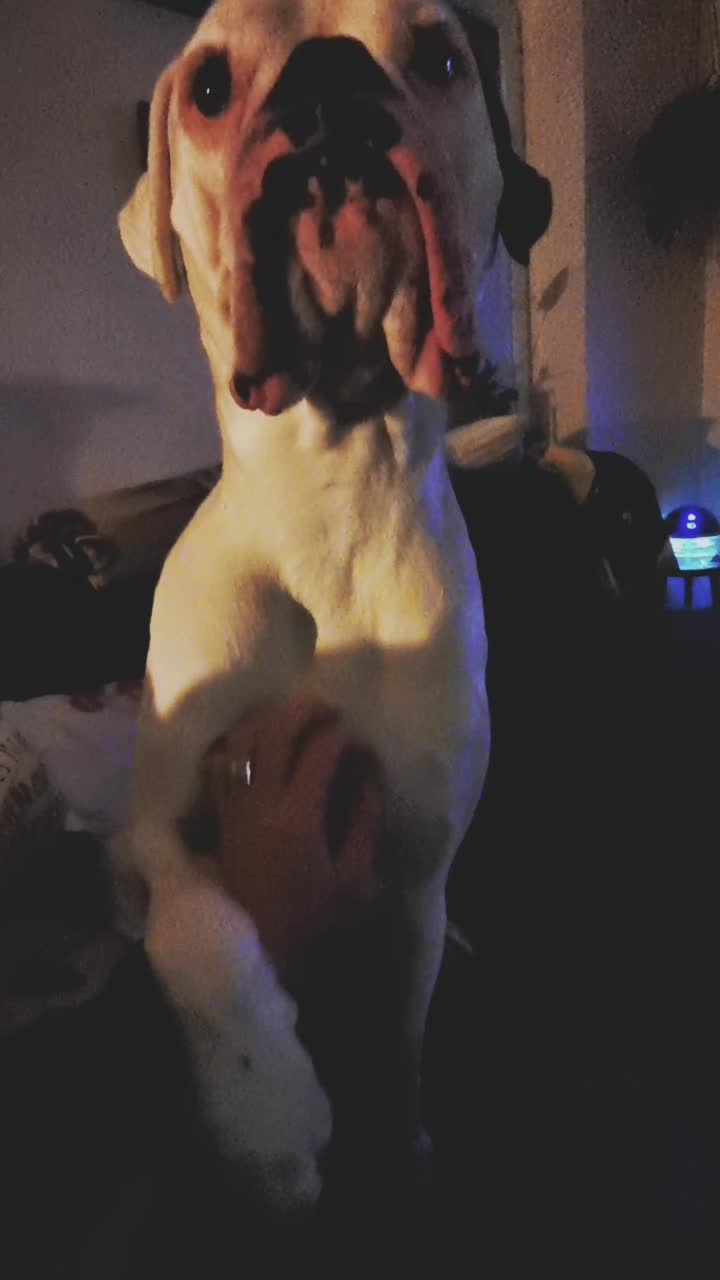 @proudboxermom