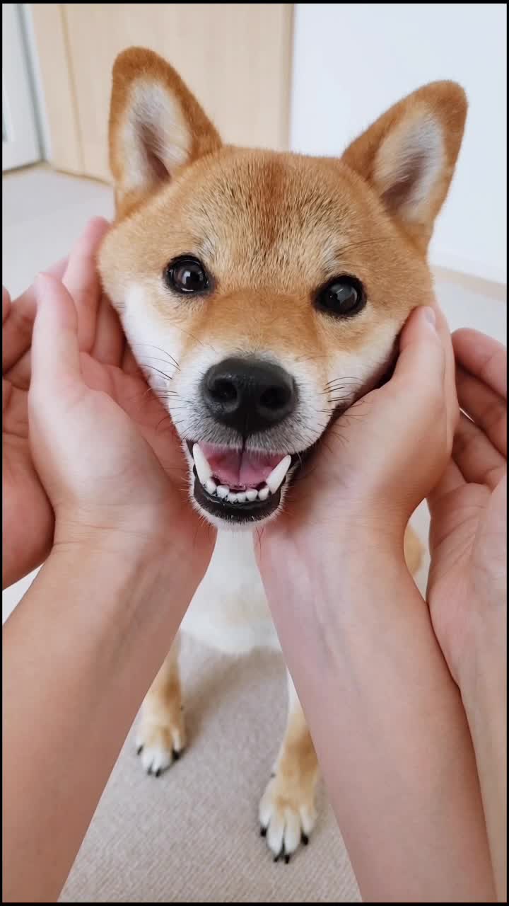 @柴犬コマリ