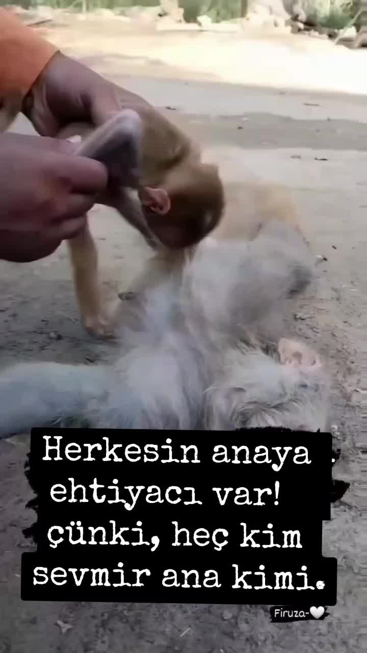 @🇦🇿🇦🇿ŞƏHİD BACISI🇦🇿🇦🇿