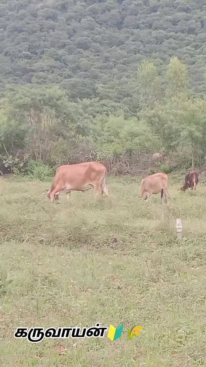 @கிராமத்துகருவாயன்🔰🔰🔰🌾
