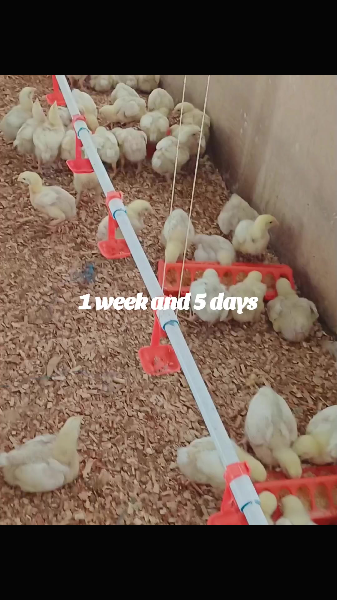 @OWNA-TINGS POULTRY FARM