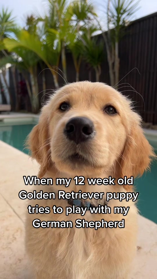 @Scout and Bailey 🐕🐶