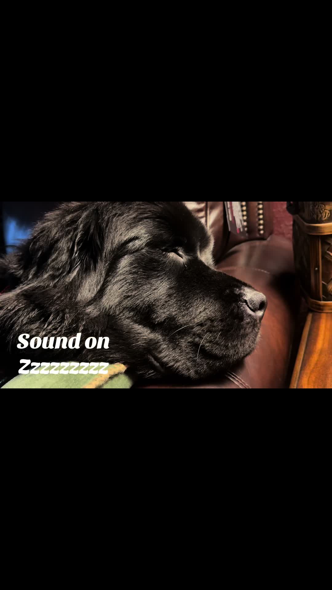 @Jennifer the dog Mom
