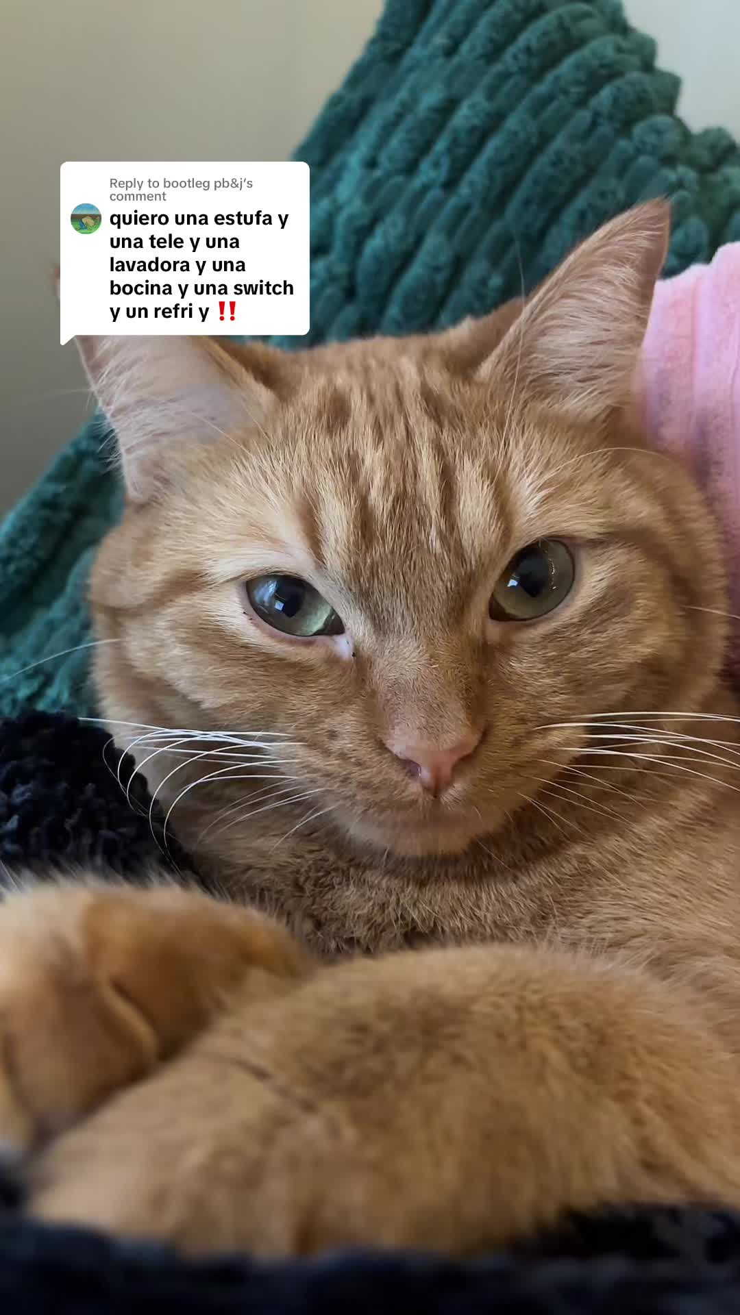 @cowboycatdad