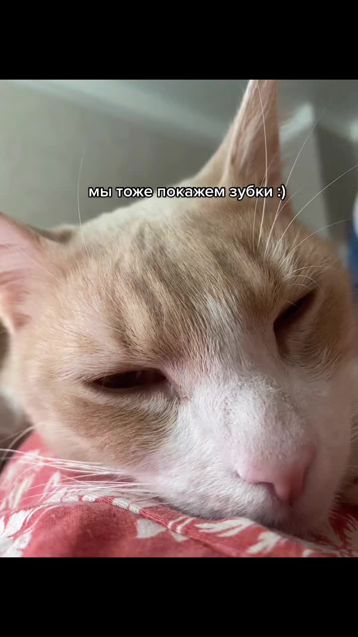 @Лесич