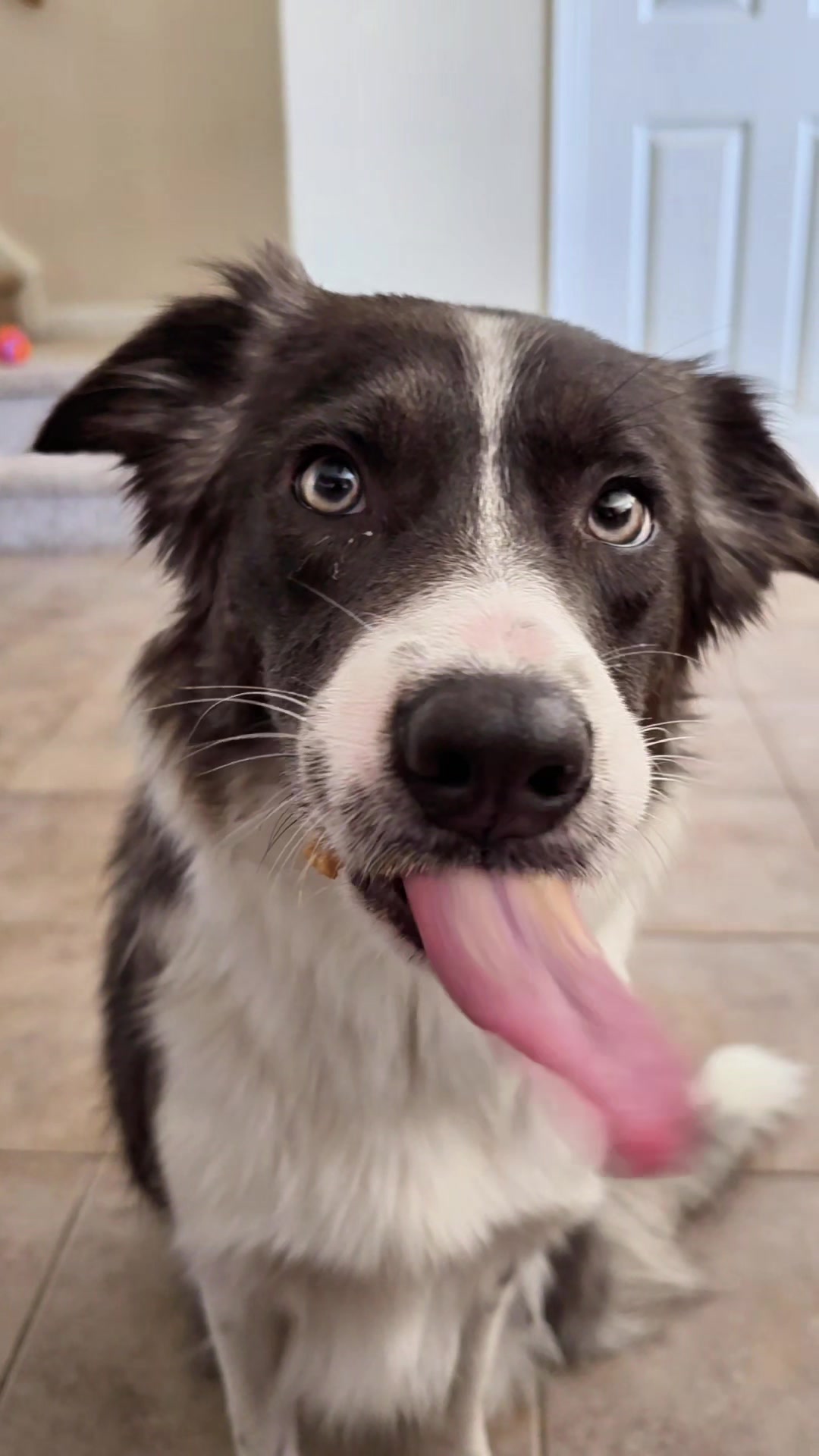 @Thunder Ridge Border Collies