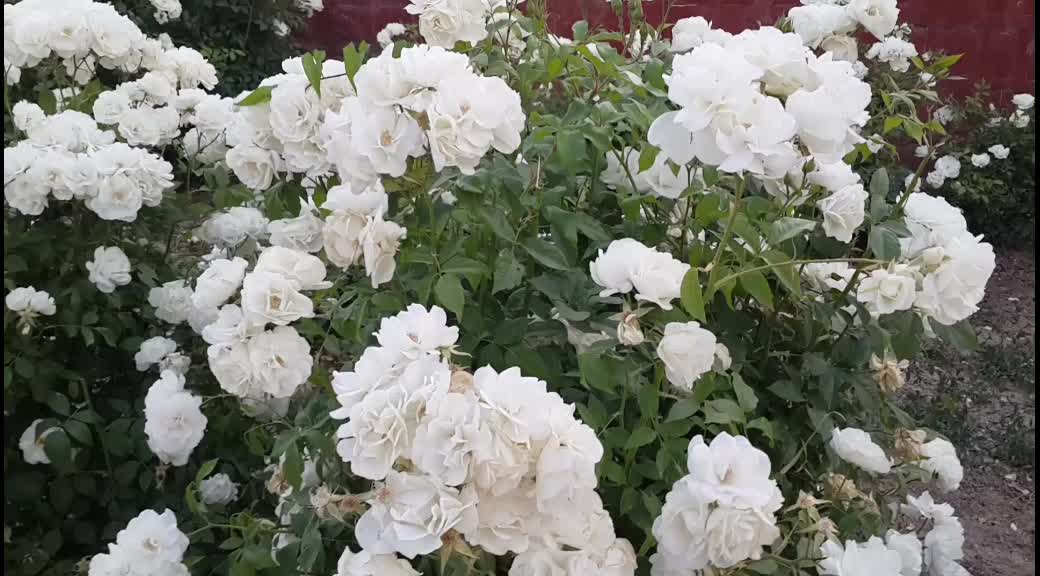 @karuvachi
