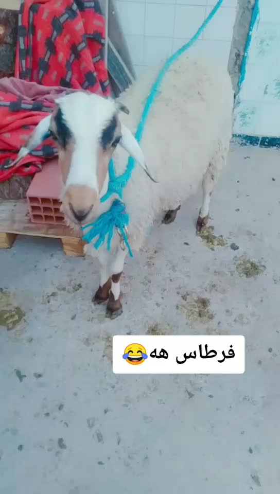 @اك'ر ام