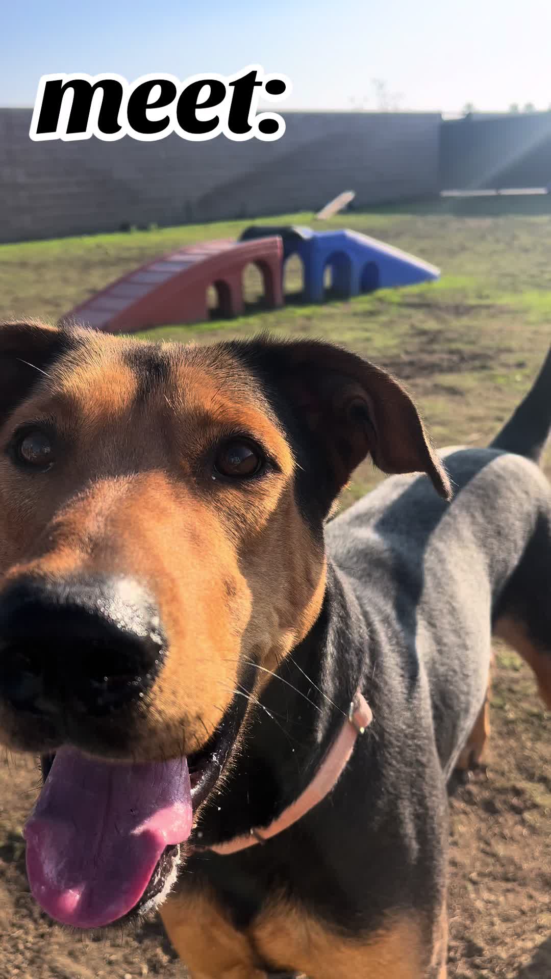 @OC Animal Shelter
