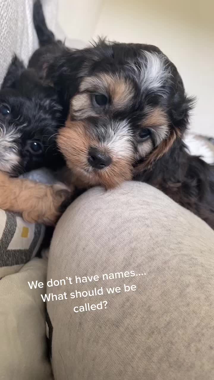 @Our furry babies