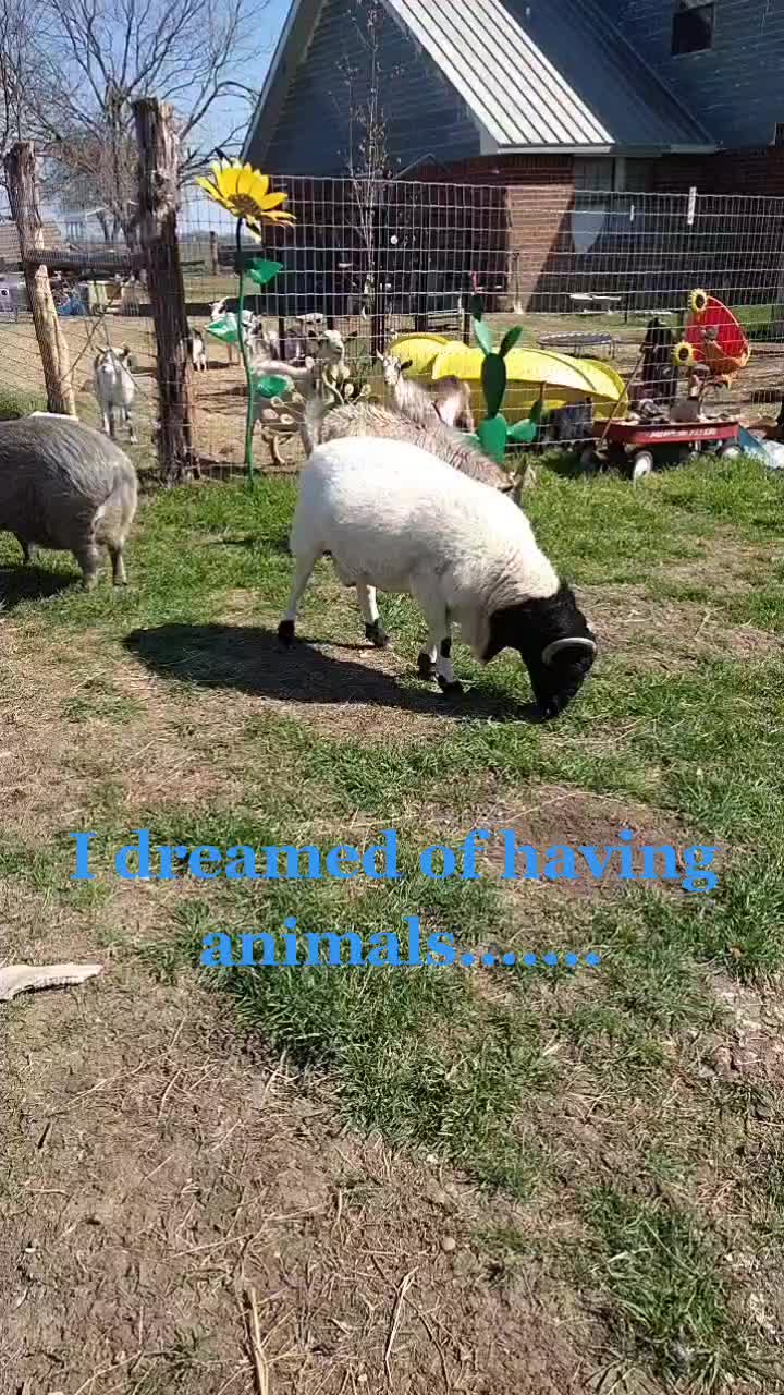 @TinyHoovesRescueAndPettingZoo