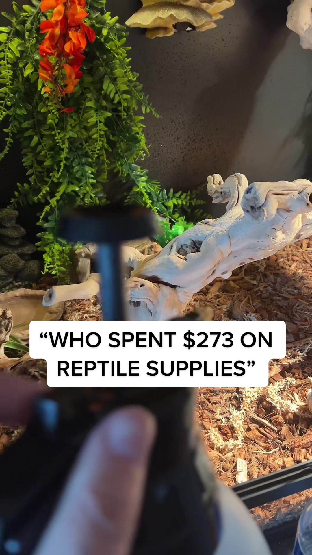 @mysticmorphes