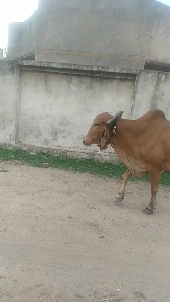 @govidbhai65
