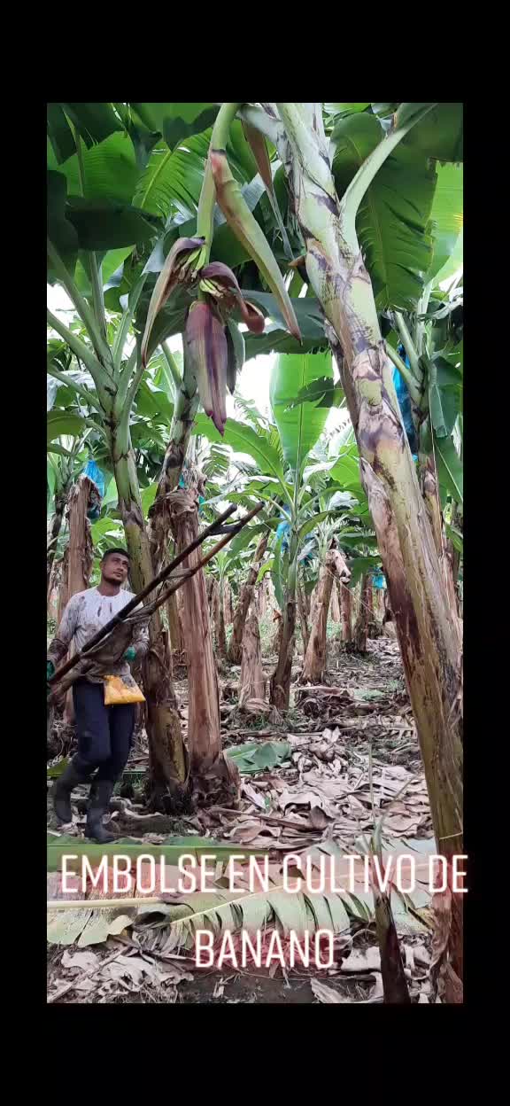 @Agricultura Banano y Plátano