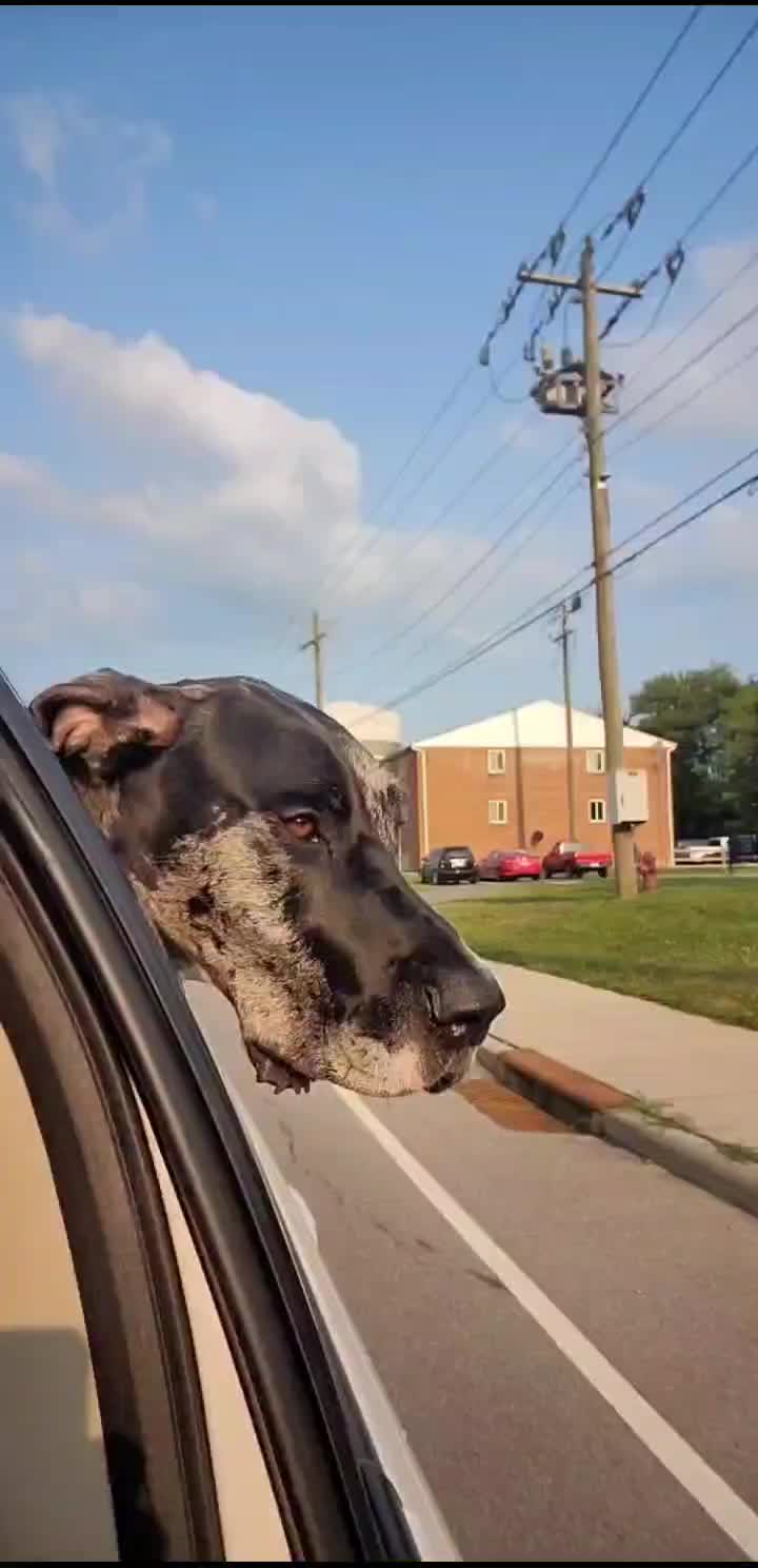 @dogmomof4