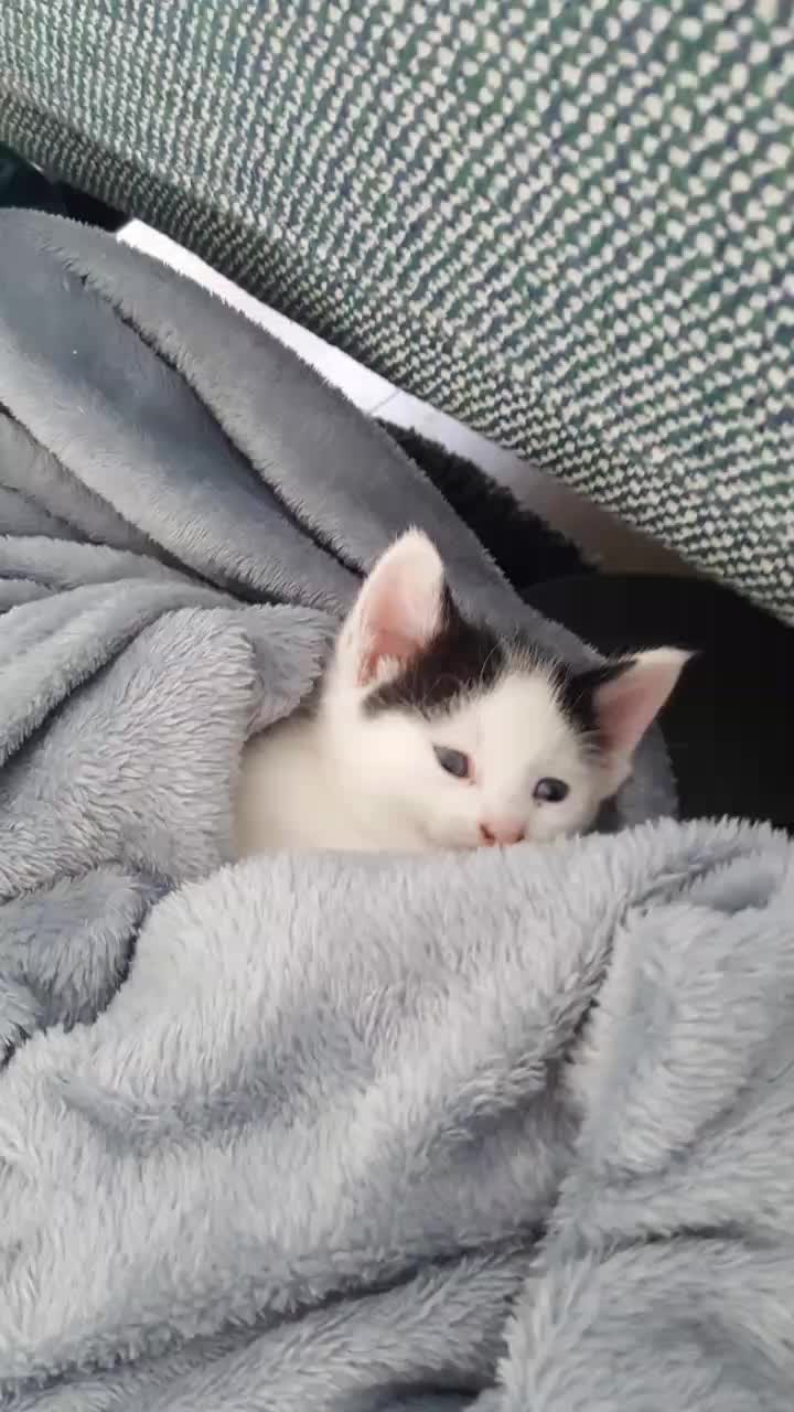 @Dutch Kitten family