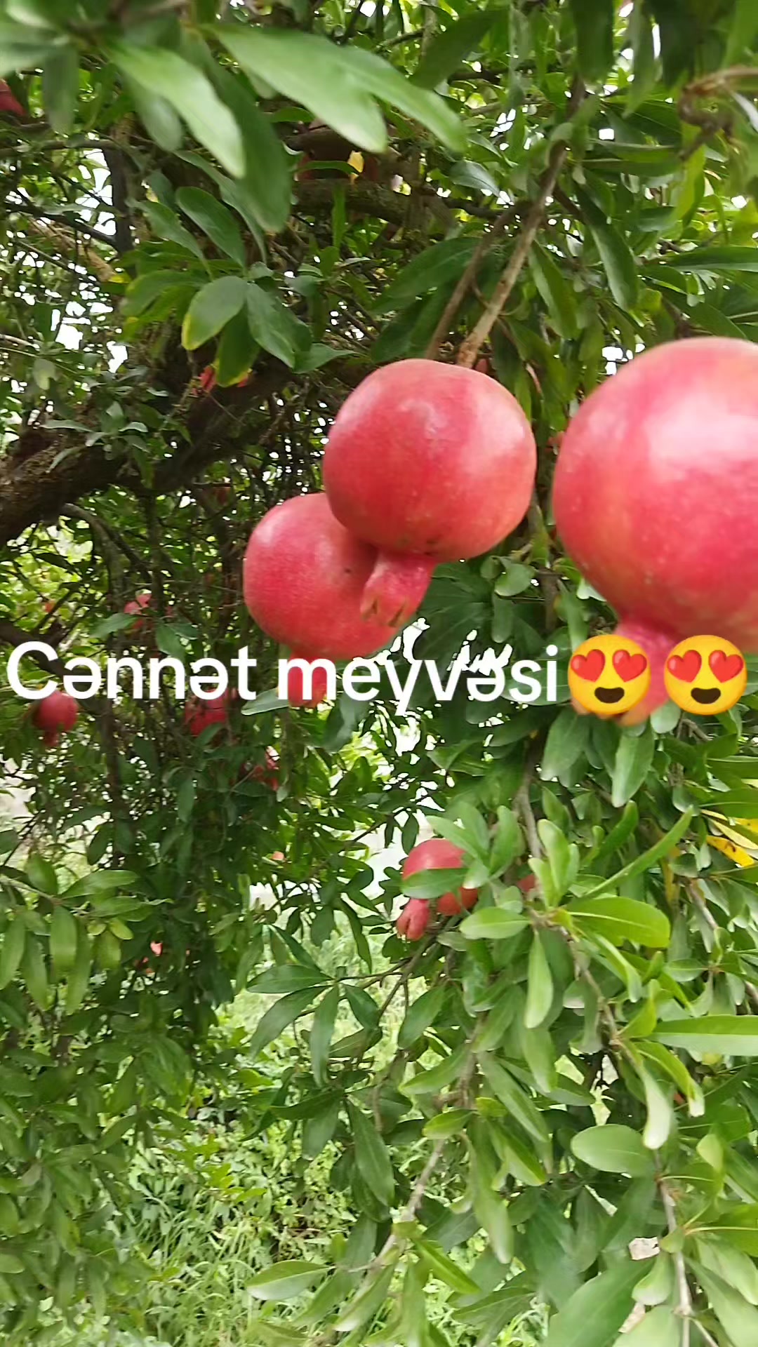 @qorxmaz