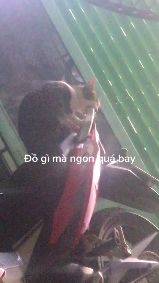@Vũ Thanh