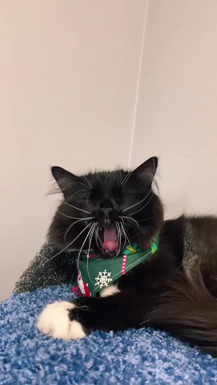 @КОТ МУЖИК 🐾