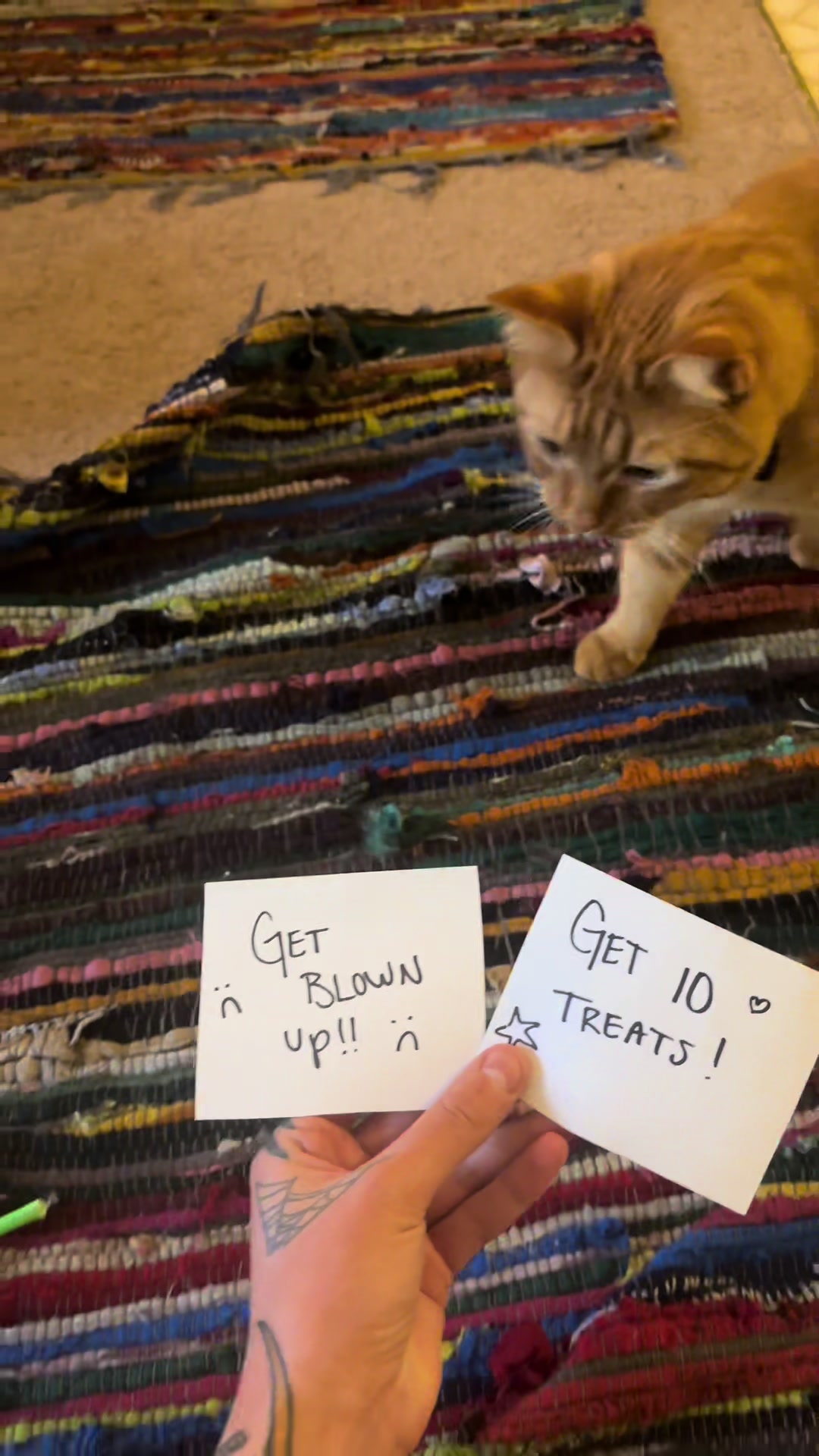 @cowboycatdad