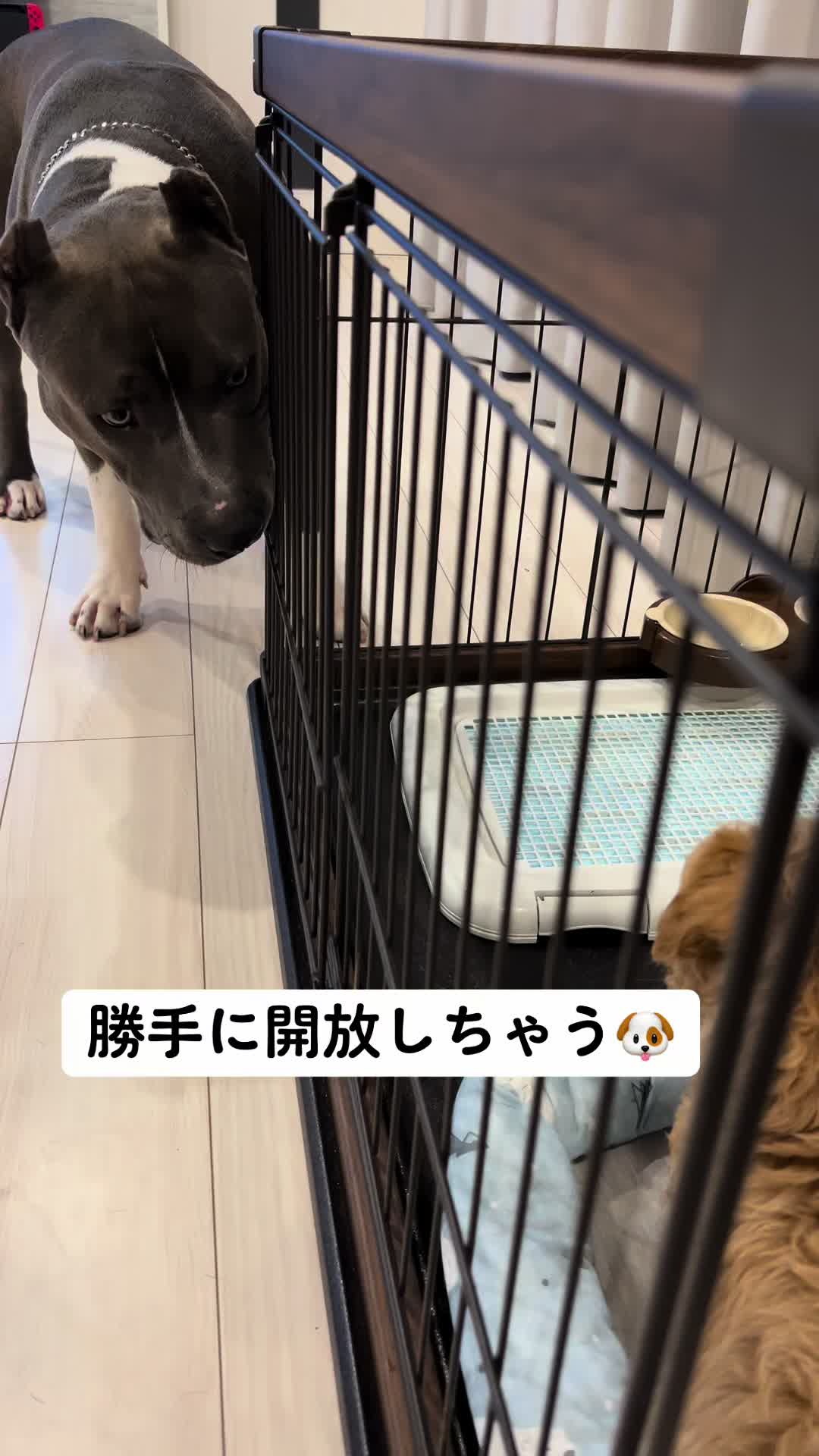 @BOSSだよ🐾💜