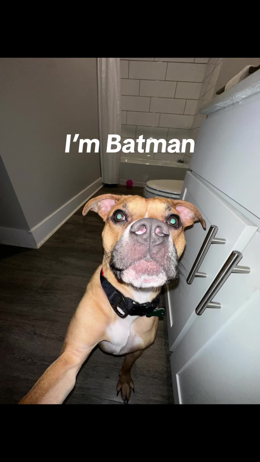 @roardog501