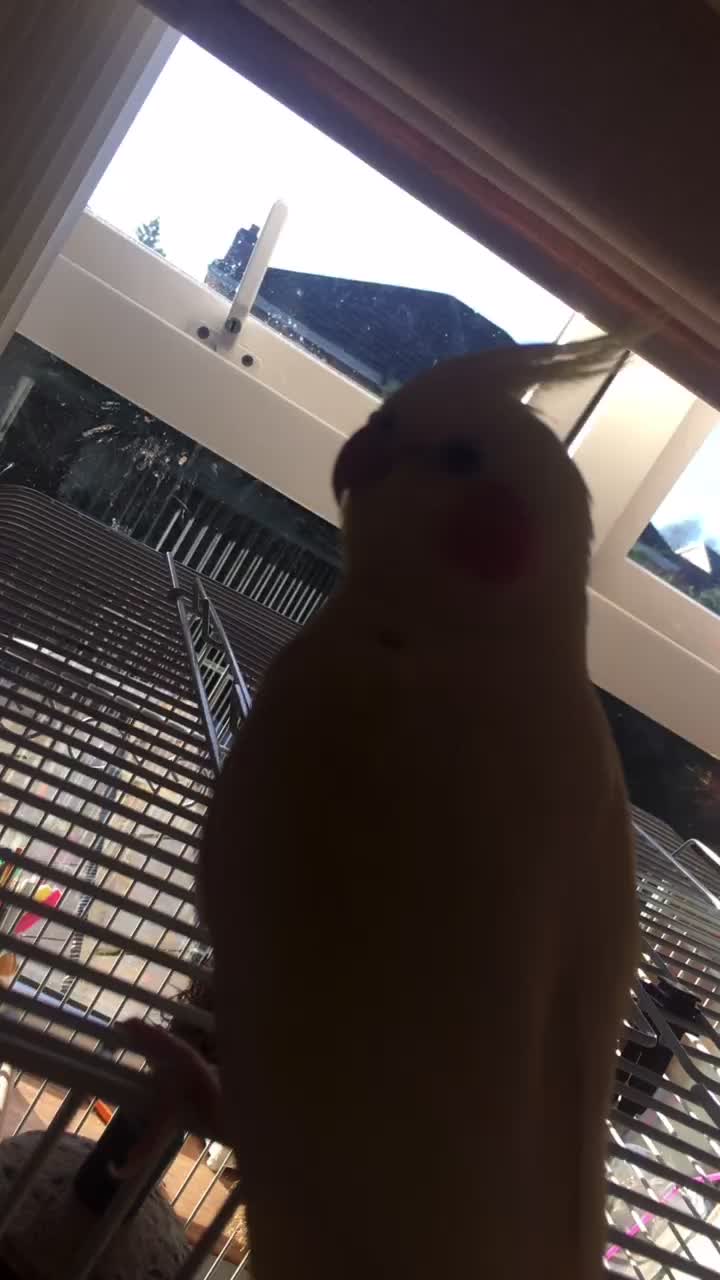@𝚂𝚙𝚒𝚔𝚢 𝕓𝕖𝕟𝕛𝕚 ᑭᗩᑕO