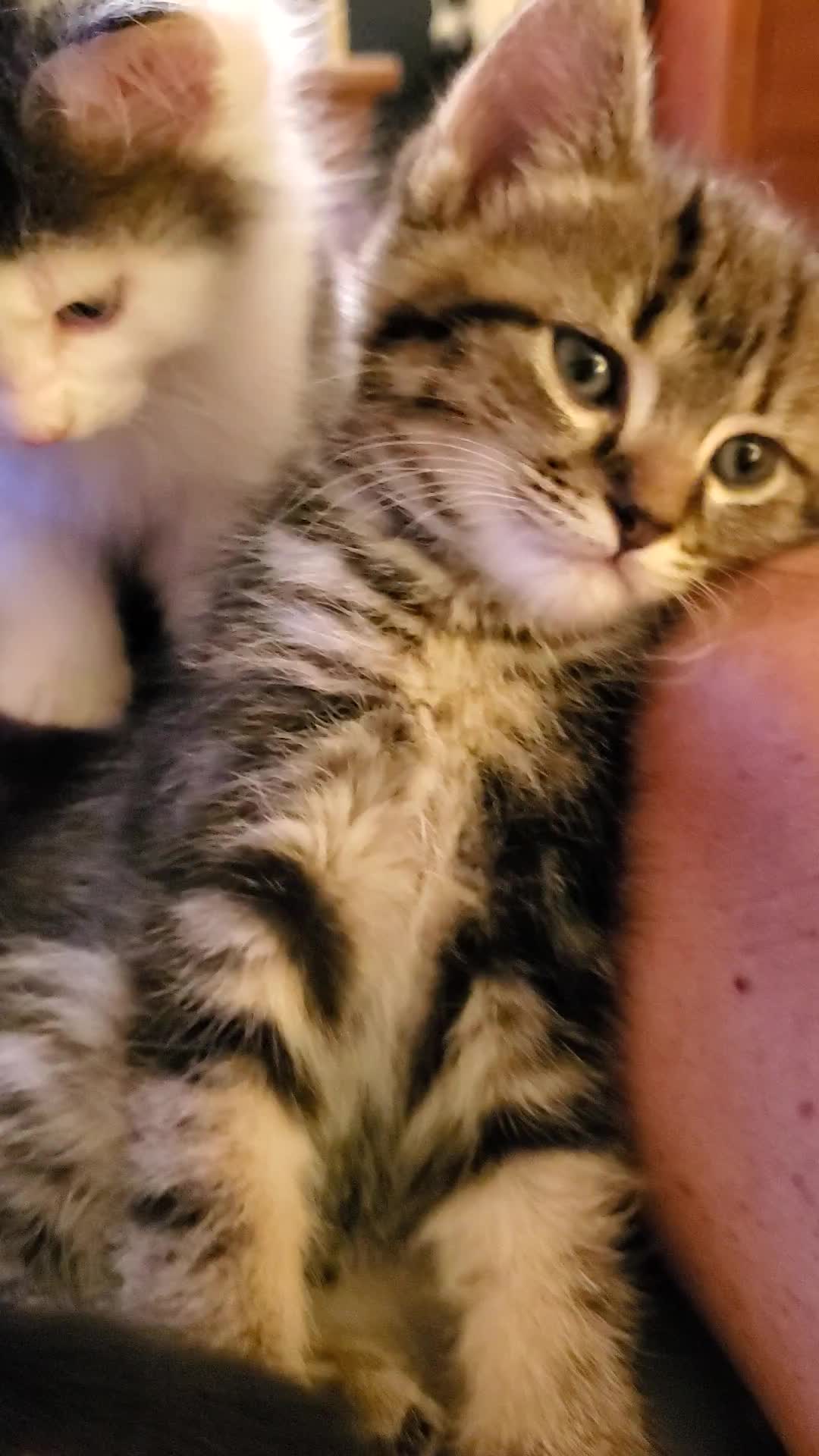 @MOTHEROFCATZ777