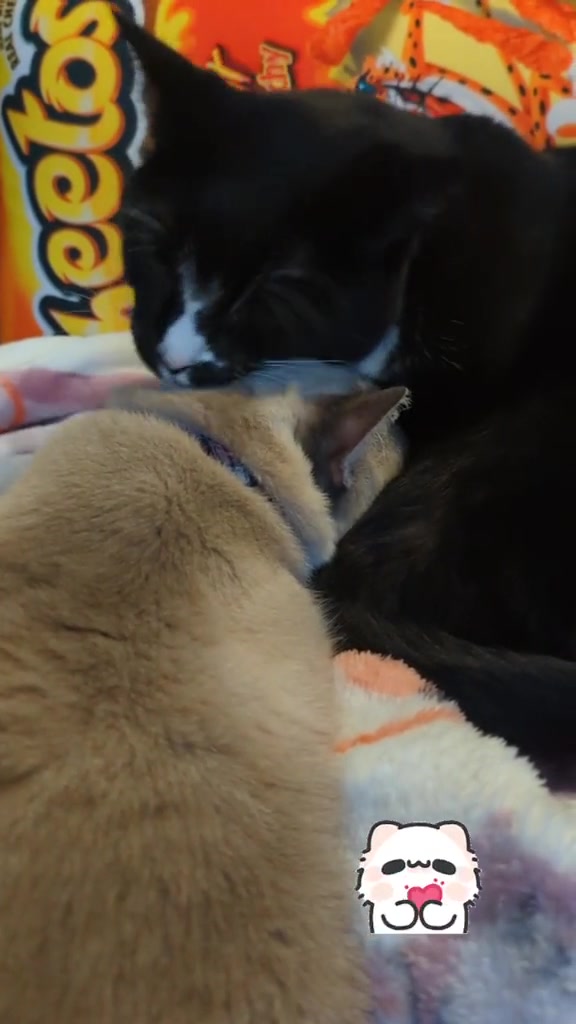@GatosdeMami😺