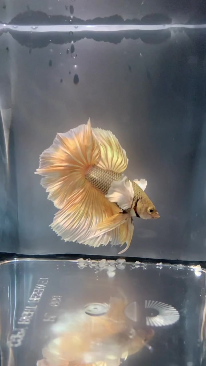 @HCw Betta