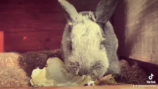 @🐾